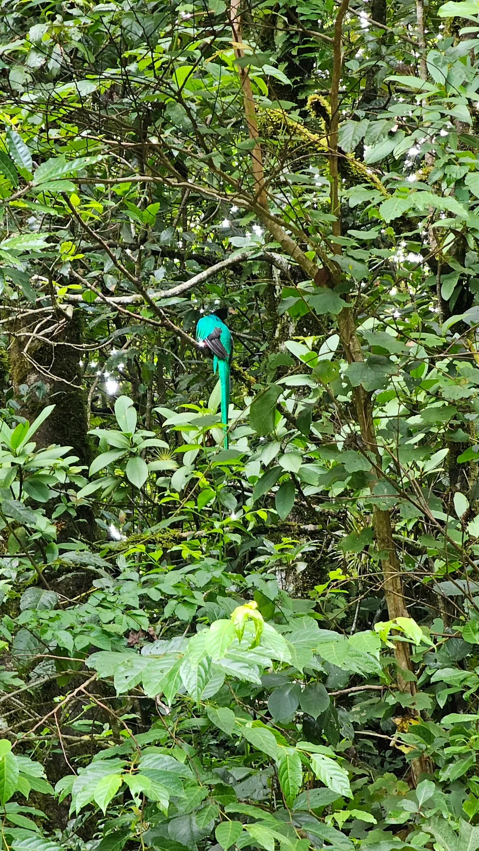 Quetzal de plumaje verde y larga cola entre las ramas del bosque en Mount Totumas